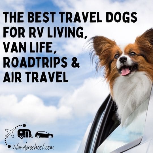 best travel dogs which would make perfect companions and gifts for teenagers and tweens who want a dog